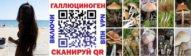 сколько стоит Дятьково blacksprut как зайти Псилоцибиновые грибы Magic Shrooms